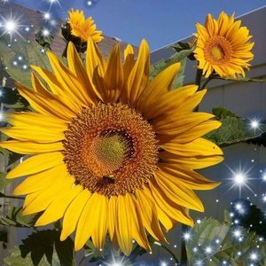 Meet your Posher, Rosy